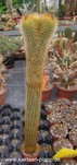 Cleistocactus flavispinus Tenerosa form 3444