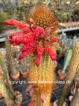 Cleistocactus flavispinus Tenerosa form 3435
