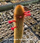 Cleistocactus flavispinus Tenerosa form 4010