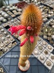Cleistocactus flavispinus Tenerosa form 4094