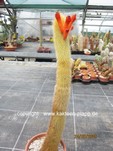Cleistocactus_flavispinus_1606-2