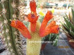 Cleistocactus flavispinus