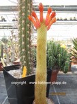 Cleistocactus_flavispinus_allgemein_250625-2