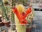 Cleistocactus_flavispinus_allgemein_250625-3