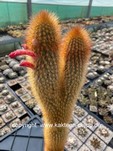 Cleistocactus flavispinus Tenerosa form 4003
