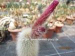 Cleistocactus strausii 1599