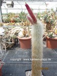 Cleistocactus_straussii_1599-2