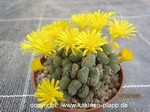 Conophytum_meyeri_221014-1