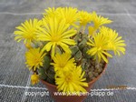 Conophytum_meyeri_221014-2