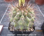 Copiapoa cinerascens var. grandiflora 4050