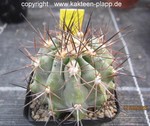 Copiapoa cinerascens var. grandiflora 4051