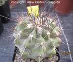 Copiapoa cinerascens var. grandiflora 4052