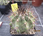 Copiapoa cinerascens var. grandiflora 4053