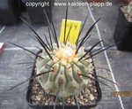 Copiapoa cinerea dealbata 4054