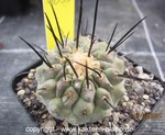 Copiapoa cinerea dealbata 4055