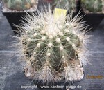 Copiapoa cinerea krainziana 4072