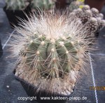 Copiapoa cinerea krainziana 4073