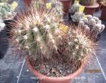 Copiapoa cinerea krainziana scopolina cluster 4076