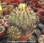 Copiapoa cinerea var. dealbata  3382a