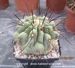Copiapoa cinerea var. dealbata AW352 3343