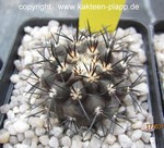Copiapoa dura (black form) KK607 1022