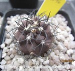 Copiapoa dura (black form) KK607 4046