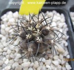Copiapoa dura (black form) KK607 4047