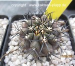 Copiapoa dura (black form) KK607 4048