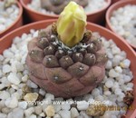 Copiapoa hypogaea barquitensis