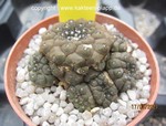 Copiapoa hypogaea cluster 4043