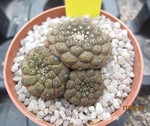 Copiapoa hypogaea cluster 4044