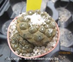Copiapoa hypogaea cluster 4045