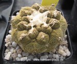 Copiapoa hypogaea Type marmorata (Lizard Skin) 1748