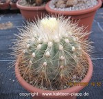 Copiapoa krainziana  3358