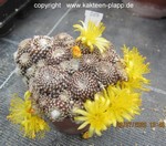 Copiapoa lauii cluster 007