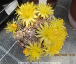 Copiapoa lauii cluster 008
