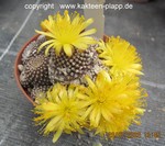 Copiapoa lauii cluster 012