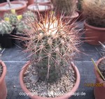 Copiapoa serpentisulcata 4075