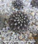 Copiapoa tenuissima