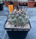 Copiapoa cinerea 1795