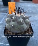 Copiapoa cinerea 1796