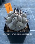 Copiapoa cinerea 1797