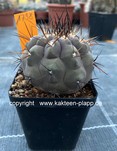 Copiapoa cinerea 1798