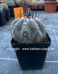 Copiapoa cinerea 1799
