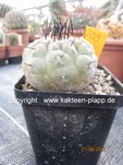 Copiapoa cinerea 209