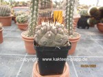 Copiapoa cinerea 399