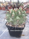 Copiapoa cinerea dealbata 197