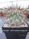Copiapoa cinerea dealbata 199