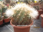 Copiapoa cinerea krainziana 215