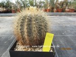 Copiapoa cinerea krainziana  1623